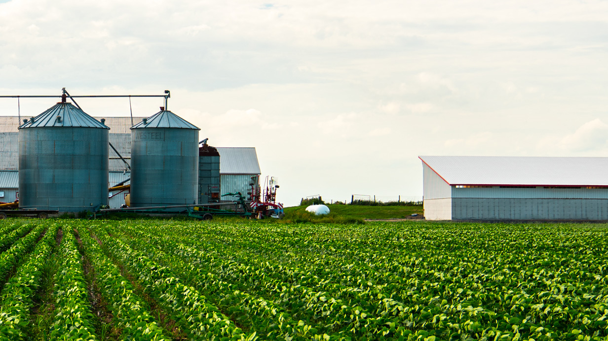 Un champ de soya en plein été avec des silos en arrière plan.