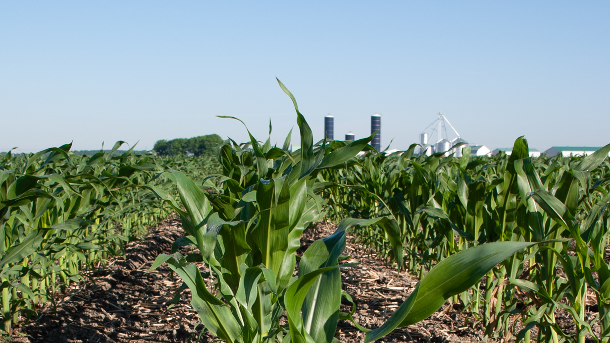 A cornfield in summer seen up close with silos in the background.