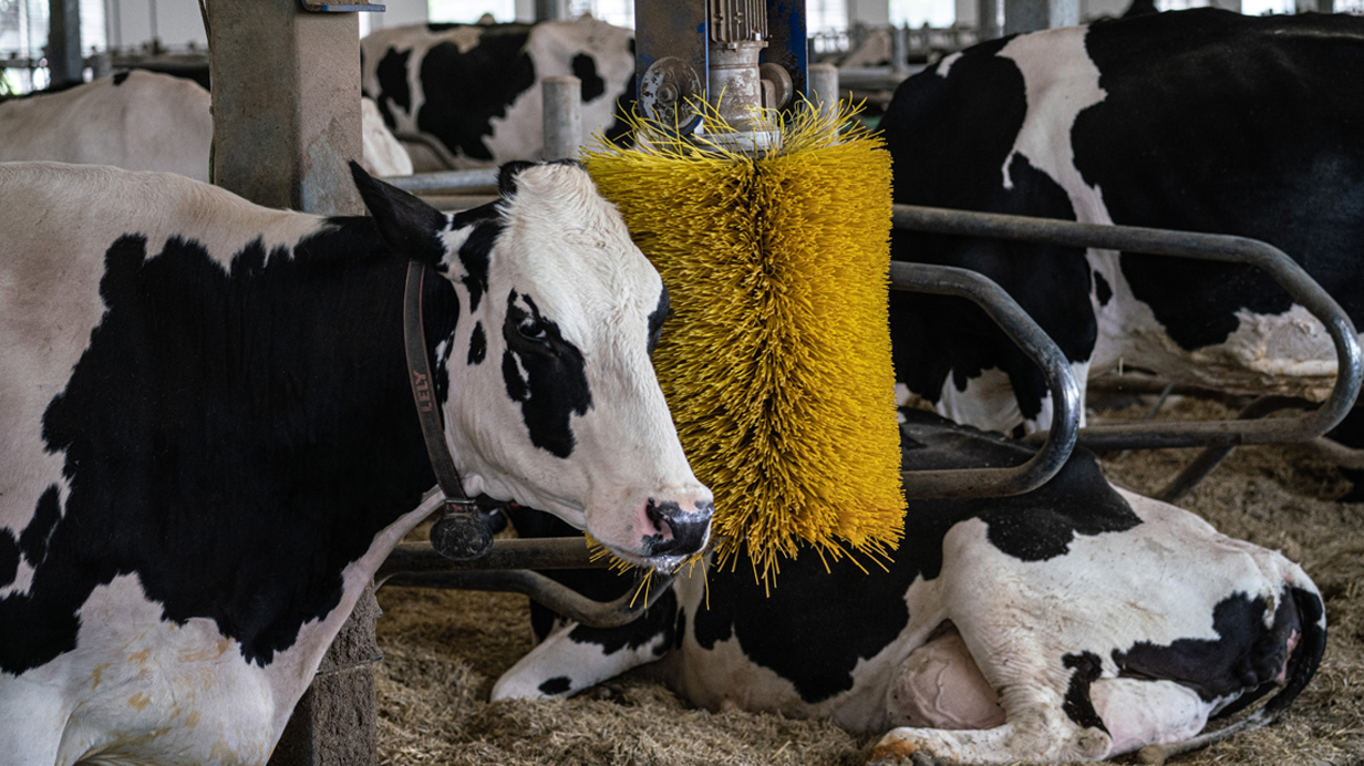 A cow rubs on an automatic brush.