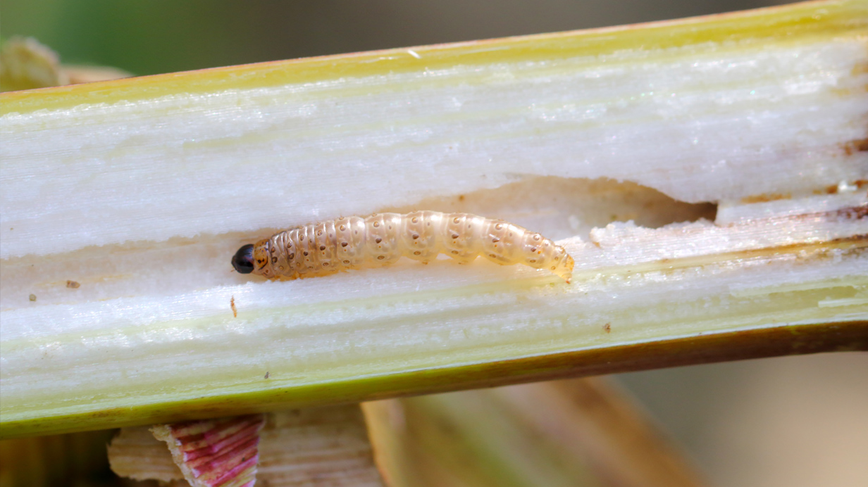 The European corn borer seen up close in a corn plant.