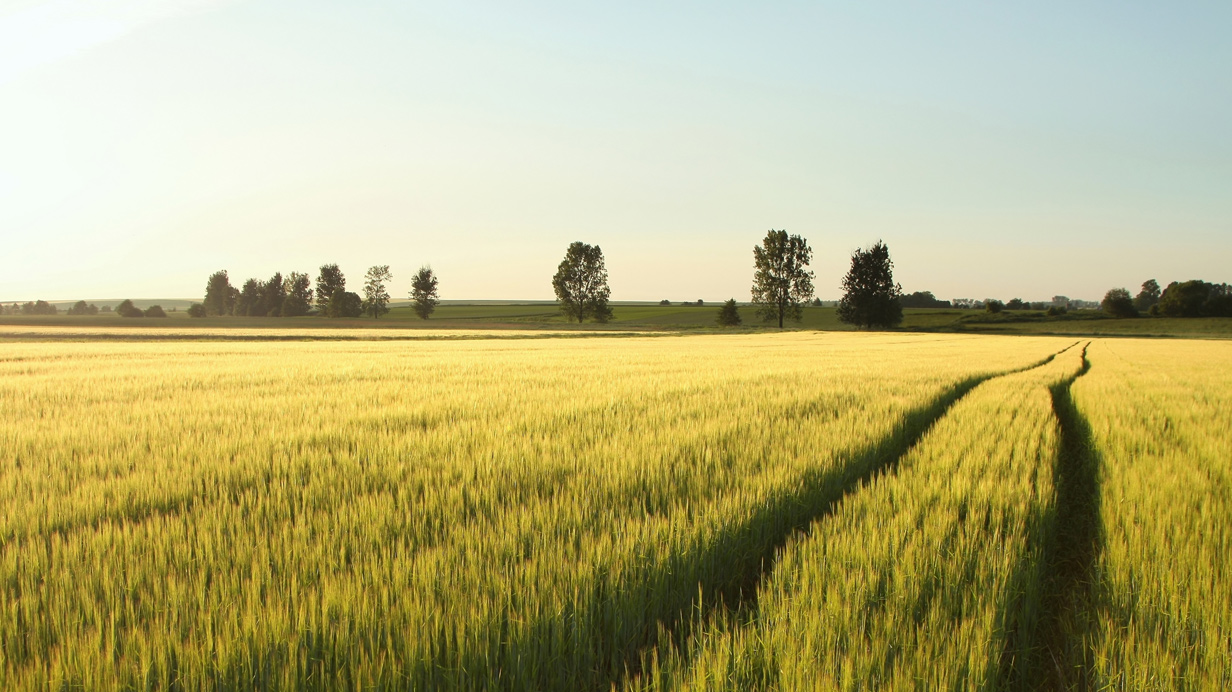 A field of forage crops in summer.