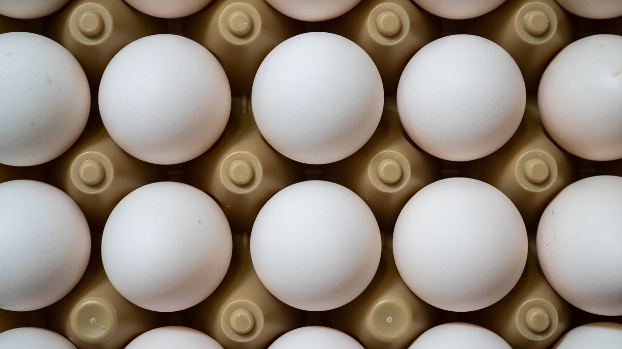 Multiple hatching eggs in a storage rack seen up close