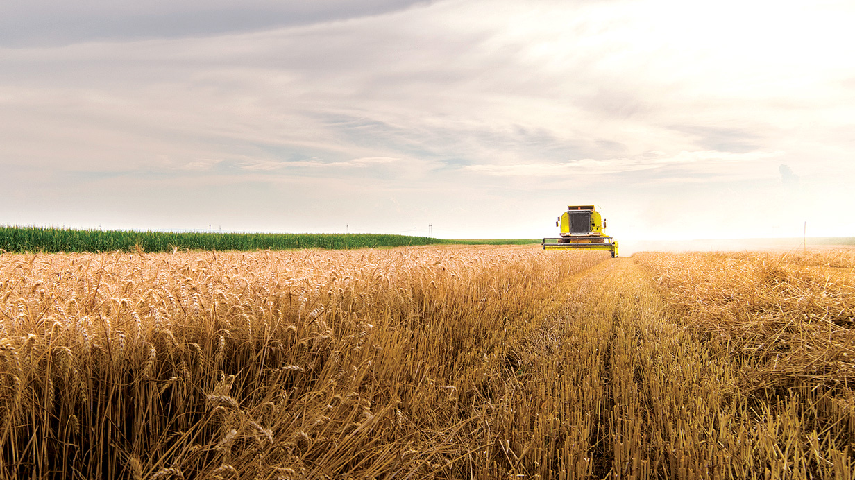 A combine harvests grain.