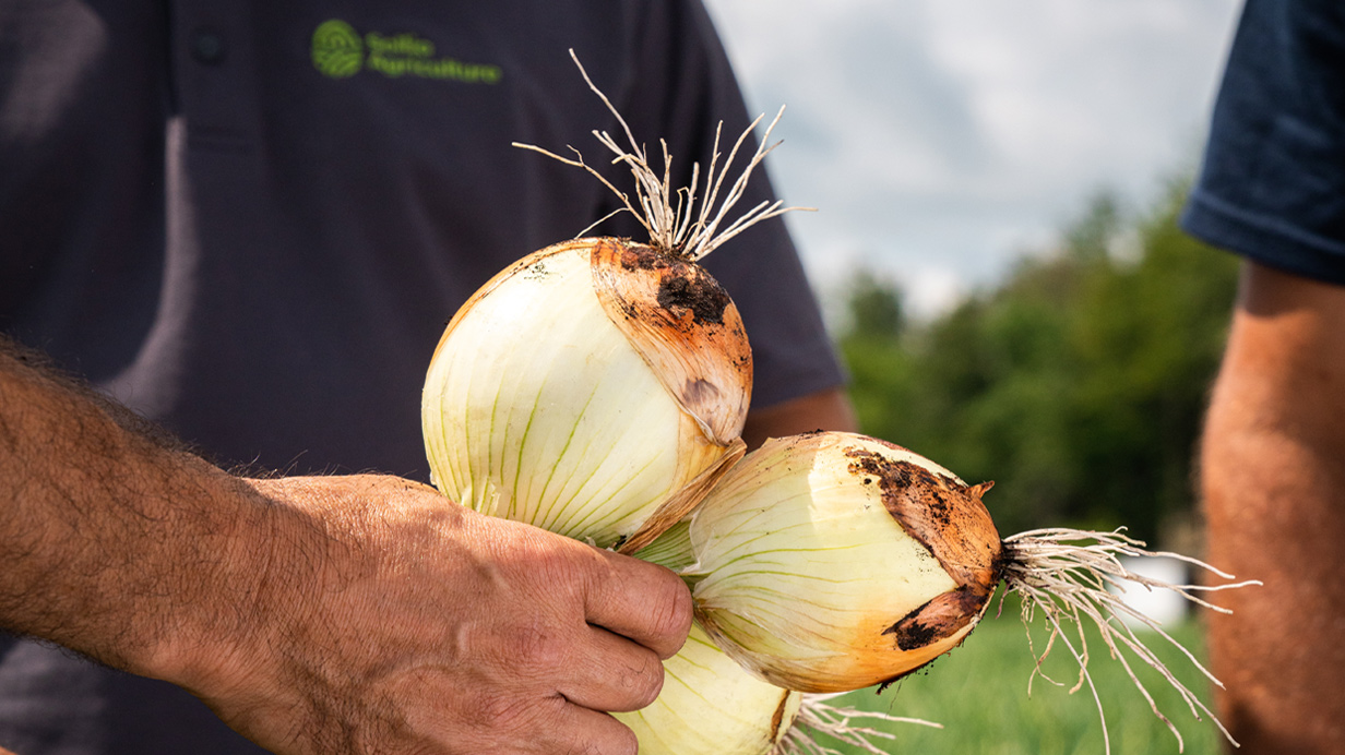 Un producteur tient dans ses mains des oignons fraîchement récoltés.