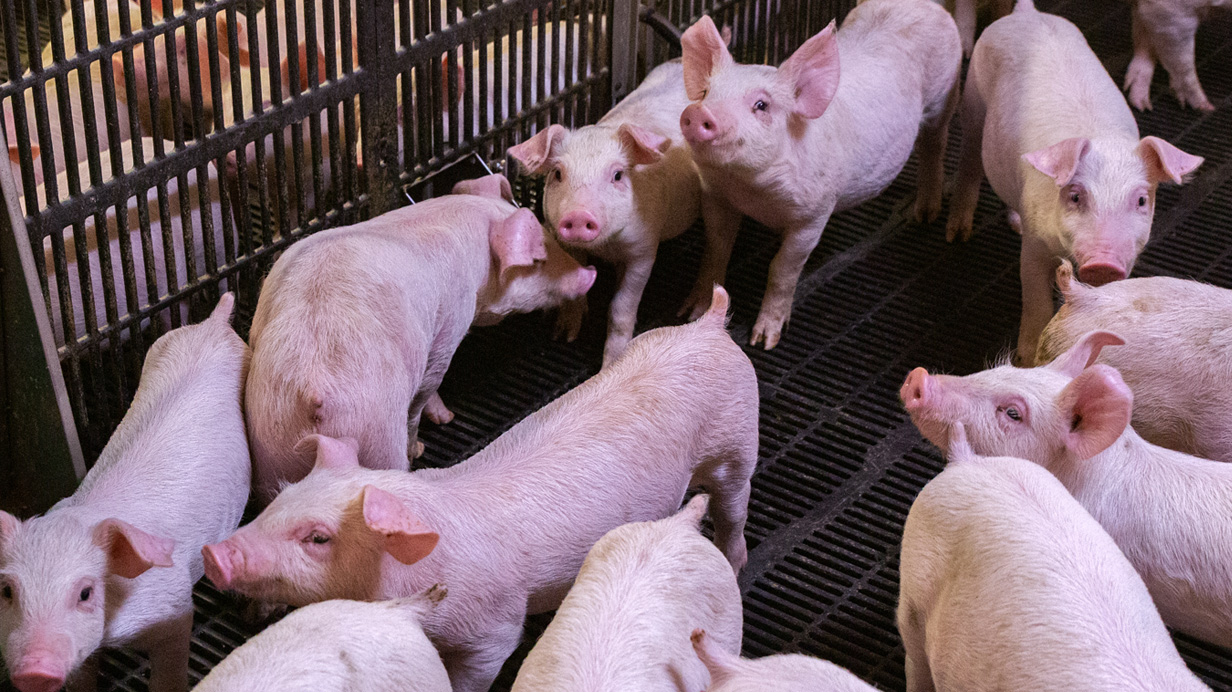  A group of piglets in a pen.