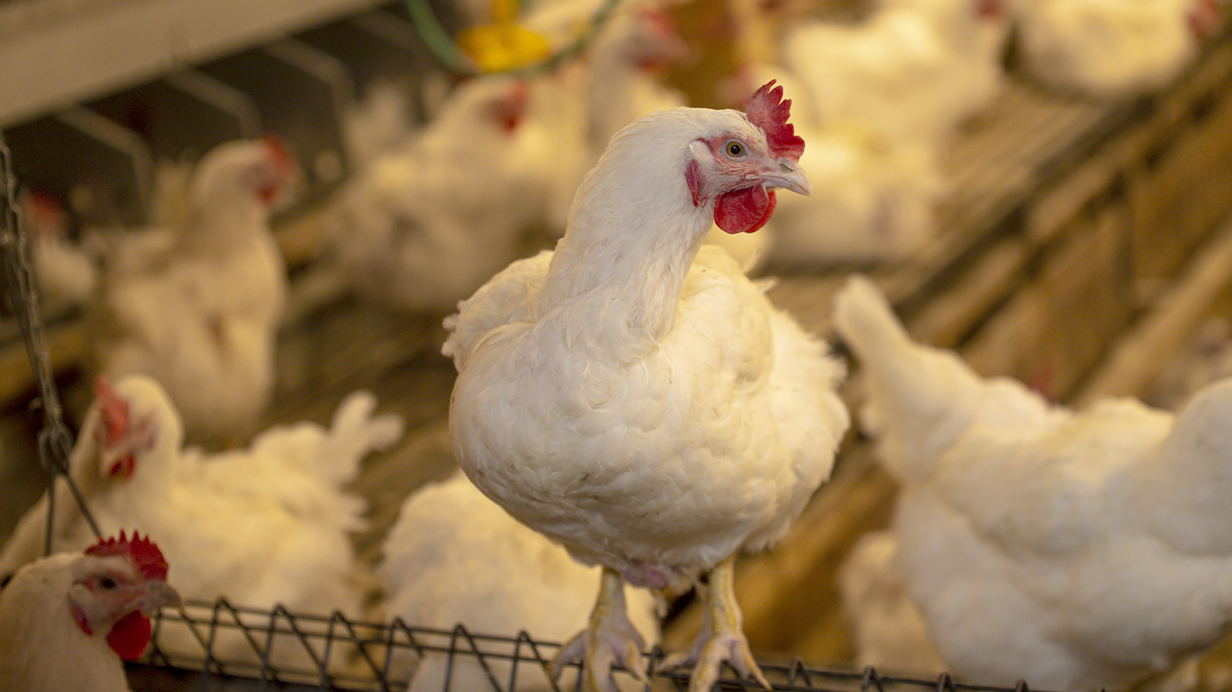 Chickens at the Sollio Agriculture breeding farm.