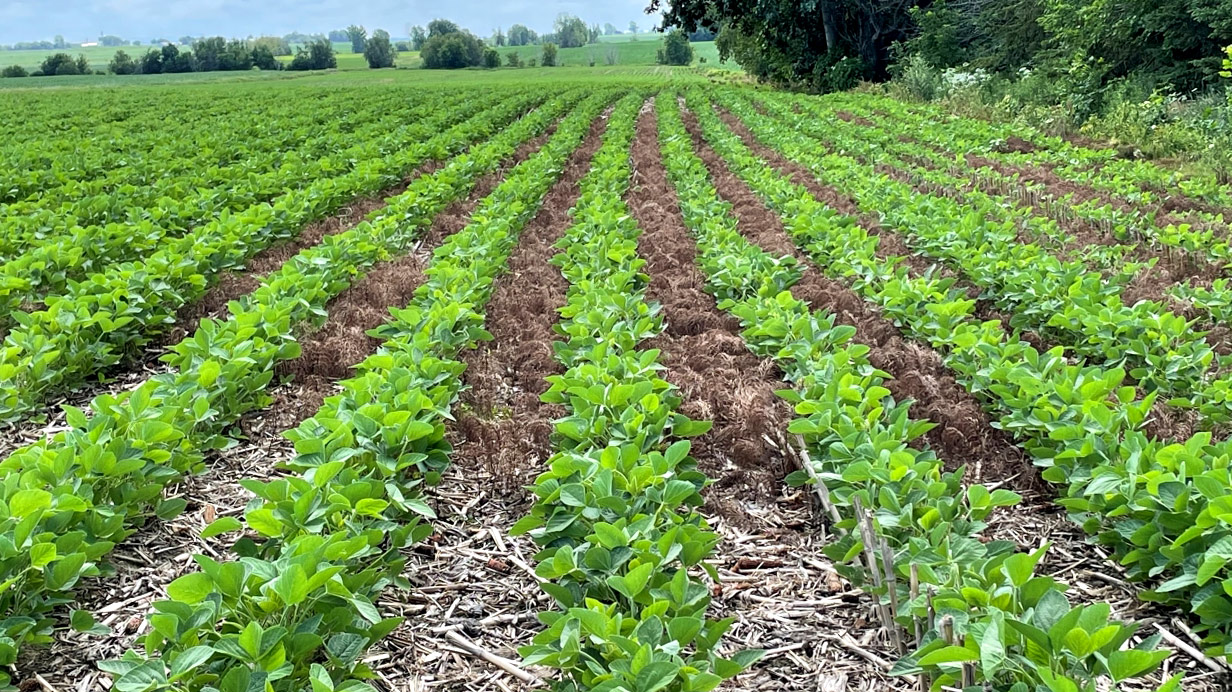 A soybean field demonstrating the effectiveness of Enlist E3 weed control technology to combat horsetail.