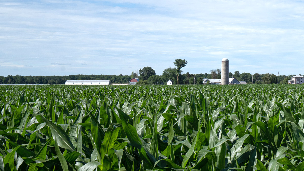 A summer cornfield seen up close, with a silo and a farm in the background.