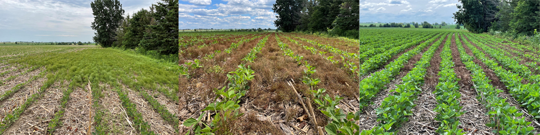 Three soybean fields demonstrating the effectiveness of Enlist E3 weed control technology to combat horsetail.