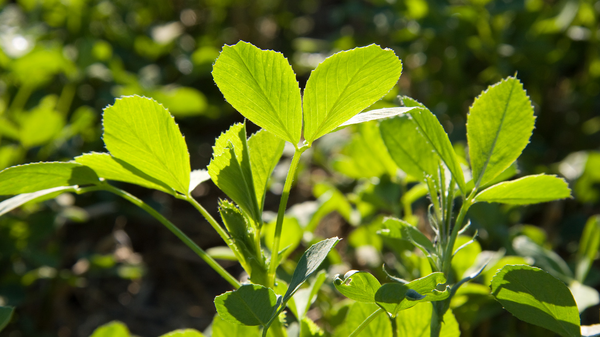 Un plant de luzerne vu de près