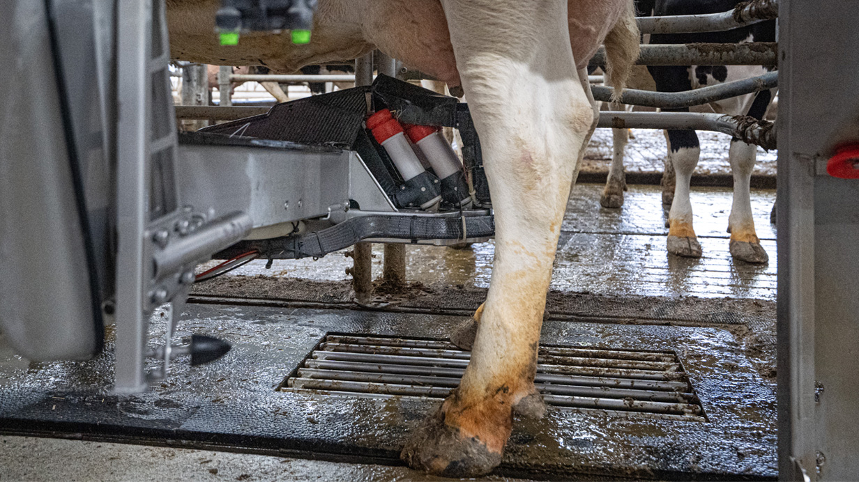 Une vache au robot de traite.