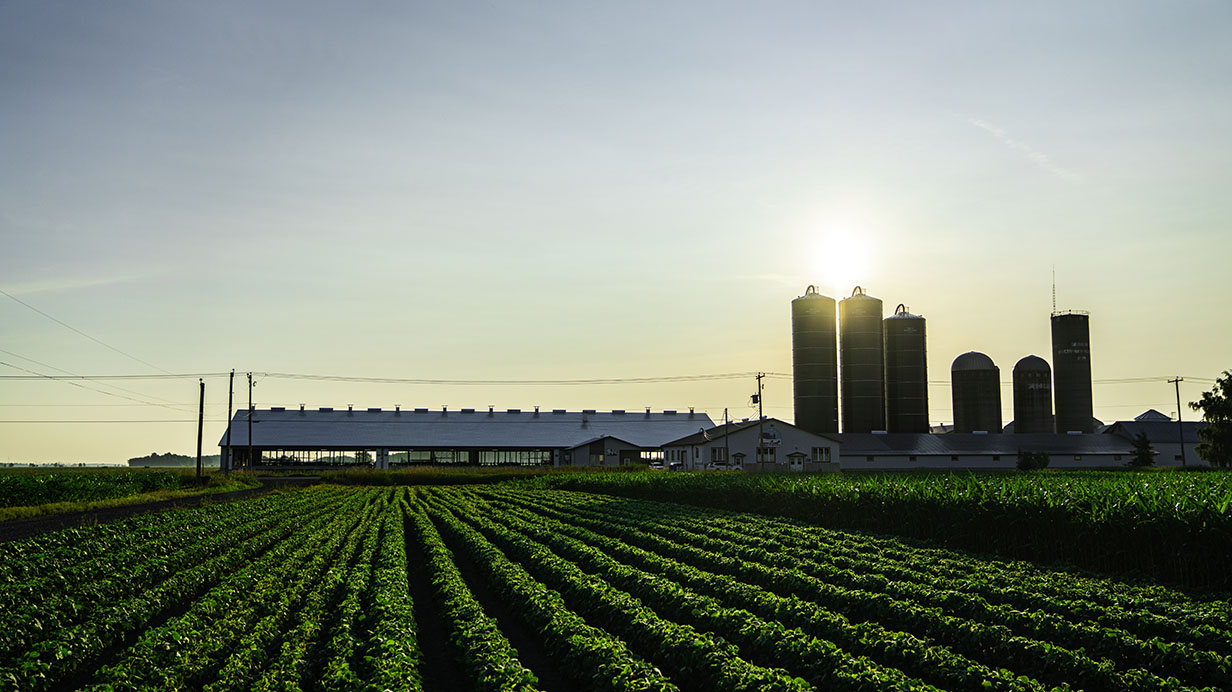 Un champ de soya et maïs et une ferme au loin au coucher de soleil. 