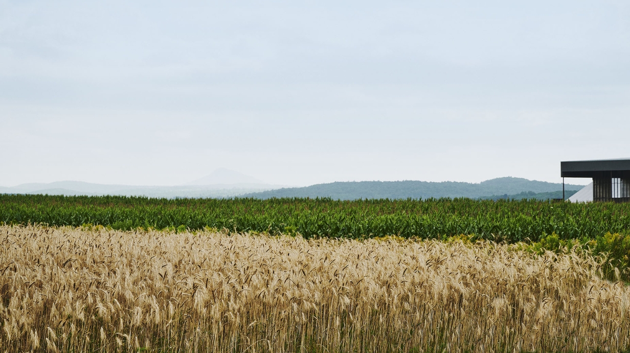 Champs de seigle et de maïs sur une ferme de grandes cultures. 