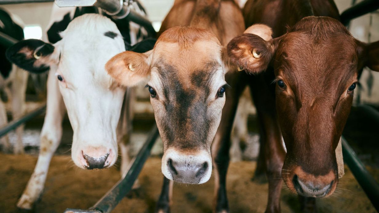 3 dairy cows at Fermes 7 terres