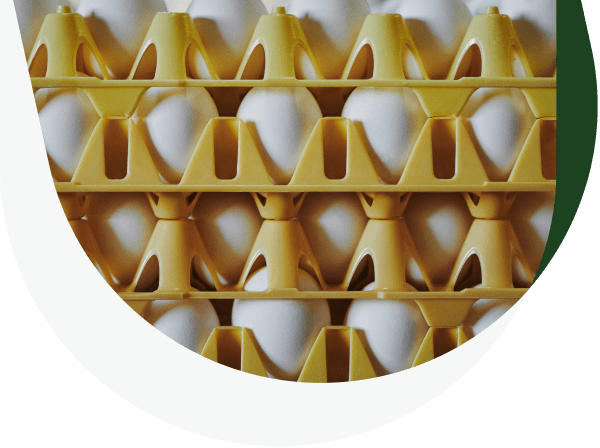 Eggs on shelves.