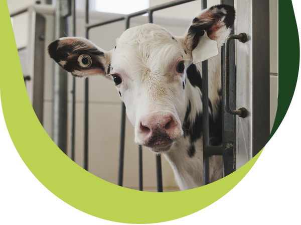 A cow is looking toward us