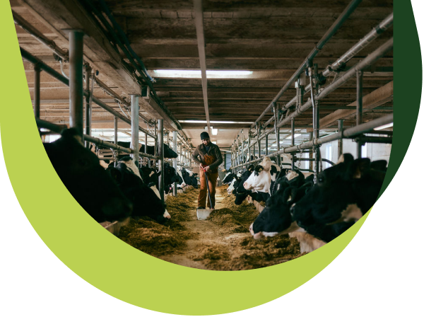 A producer in a barn