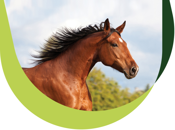 Un cheval qui court