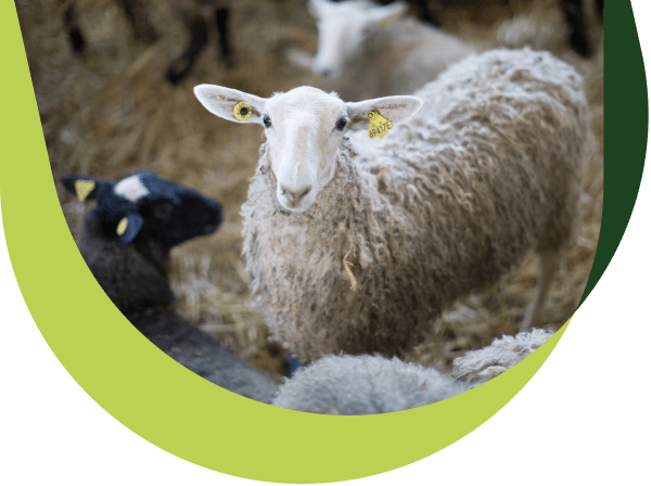 A sheep is watching us