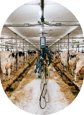A barn with cows inside.