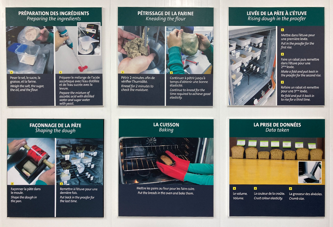 Les étapes de fabrication du pain pour tester la qualité des variétés de blé. 