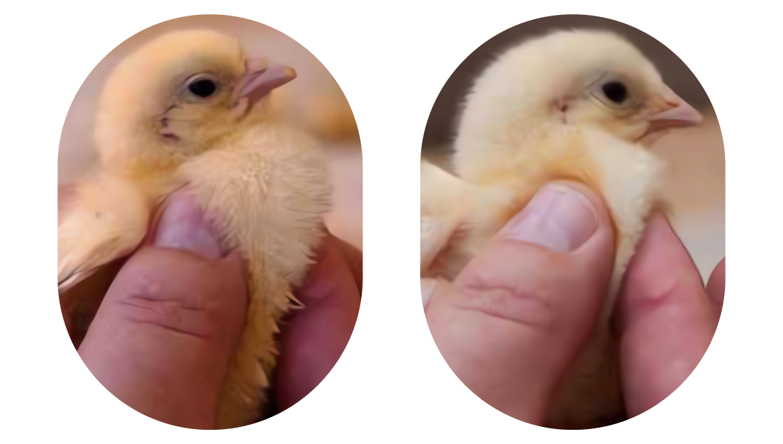 Technique pour mesurer si le jabot du poussin est bien rempli.