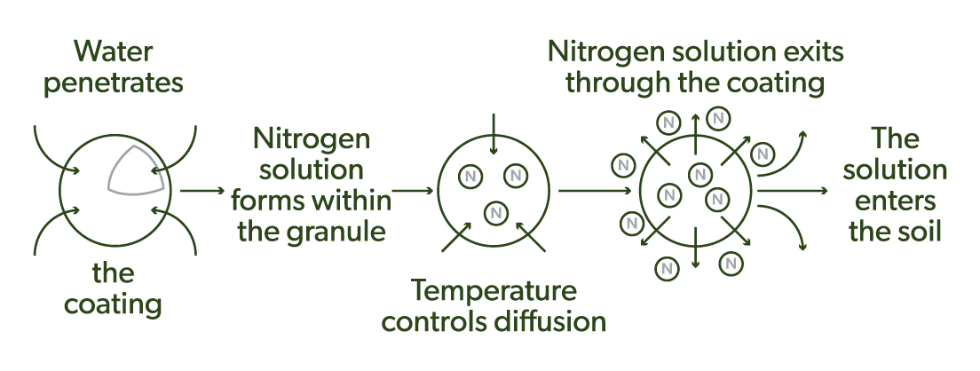Illustration of PurYield technology and graph showing the percentage of nitrogen released over time.