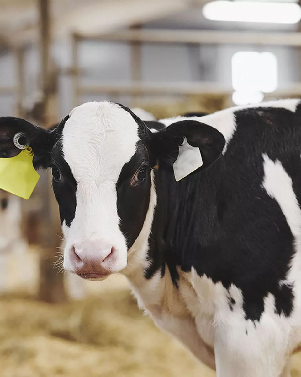 Une vache, dans une étable, nous regarde.